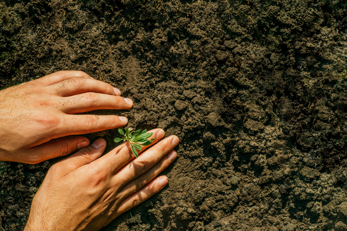 Hands seedling the soil